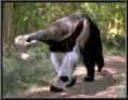 /album/photogallery/ant-eater-jpg/